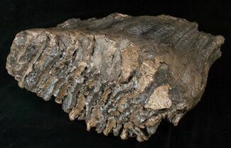 Southern Mammoth Molar - Ural Mountains #16623