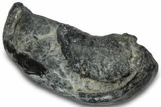 Large, Fossil Whale Ear Bone - South Carolina #301917