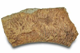 Pennsylvanian, Fossil Microbial Mat - Oklahoma #301926