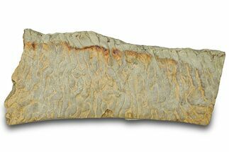 Pennsylvanian, Fossil Microbial Mat - Oklahoma #301948