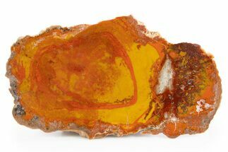 Polished Yellow Cat Jasper Replaced Petrified Wood - Utah #302111