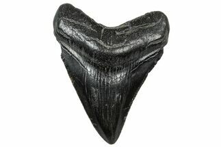 Juvenile Megalodon Tooth - South Carolina #302146