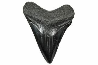 Juvenile Megalodon Tooth - South Carolina #302147