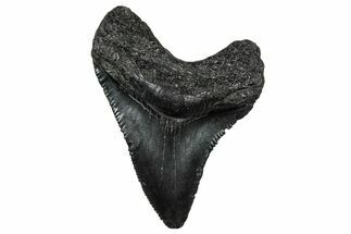 Serrated, Juvenile Megalodon Tooth - South Carolina #302170