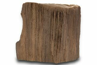 Permineralized Wood Covered In Sparkling Quartz - Germany #302179