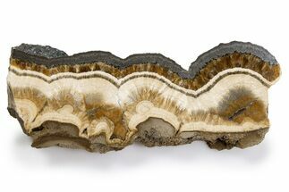 Polished Barite and Marcasite Slab - Lubin Mine, Poland #302259