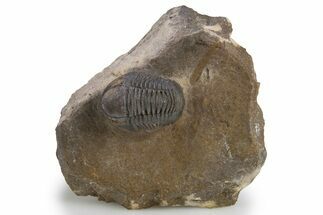 Detailed Gerastos Trilobite Fossil - Morocco #301771