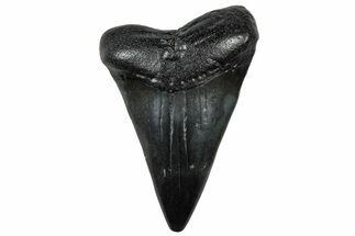 Fossil Broad-Toothed Mako Tooth - South Carolina #302064