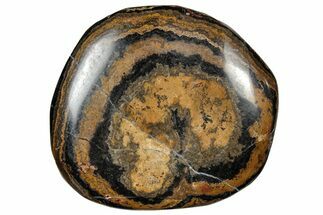 Polished Stromatolite (Greysonia) Pebble - Bolivia #302488