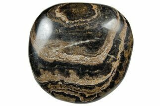 Polished Stromatolite (Greysonia) Pebble - Bolivia #302493