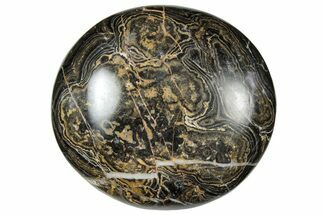 Polished Stromatolite (Greysonia) - Bolivia #302513