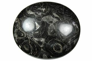 Polished Stromatolite (Greysonia) - Bolivia #302514