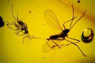 Two Fossil Gall Midges (Cecidomyiidae) in Dominican Amber #302553