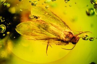 Detailed Fossil Clothes Moth (Tineidae) in Dominican Amber #302559