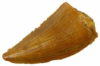 Serrated Raptor Tooth - Real Dinosaur Tooth #300836