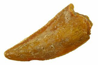 Serrated Raptor Tooth - Real Dinosaur Tooth #300856