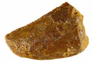 Bargain Raptor Tooth - Real Dinosaur Tooth #300789