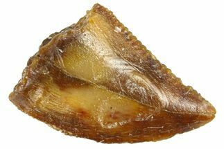 Serrated Raptor Tooth - Real Dinosaur Tooth #300804