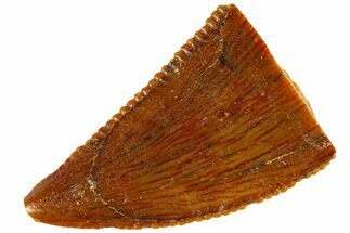 Serrated Raptor Tooth - Real Dinosaur Tooth #300806