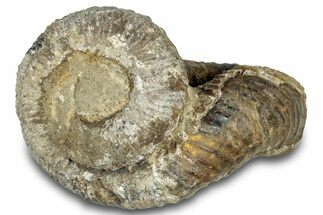 Fossil Heteromorph (Nostoceras) Ammonite - Madagascar #302684