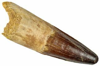 Real Spinosaurus Tooth - Huge Dinosaur Tooth #302845