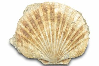 Fossil Pecten (Scallops) In Limestone - Gironde, France #302980