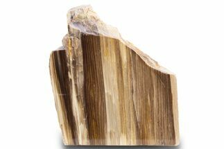 Polished, Petrified Wood (Metasequoia) Stand Up - Oregon #302941