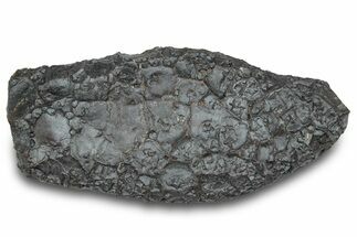 Dragon Scale Stone (Iron, Manganese, Siderite Nodule) #302350