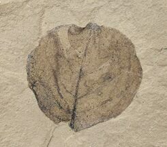 Fossil Populus (Poplar) Leaf - Green River Formation #16628