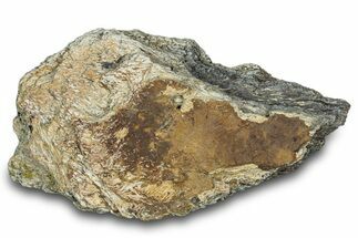 Dinosaur (Triceratops) Frill Shield Section - Montana #303431