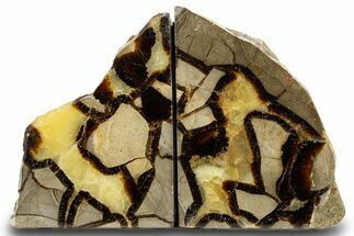 Tall Polished Septarian Bookends - Madagascar #303502