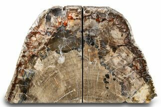 Tall, Colorful Petrified Wood Bookends - Madagascar #303521