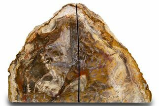 Tall, Colorful Petrified Wood Bookends - Madagascar #303523