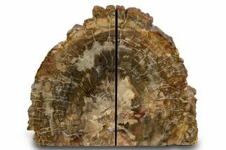 Tall Petrified Wood Bookends - Madagascar #303535