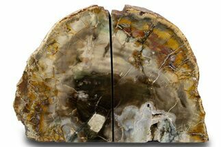 Tall Colorful Petrified Wood Bookends - Madagascar #303569