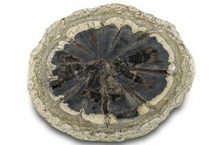 Petrified Wood For Sale