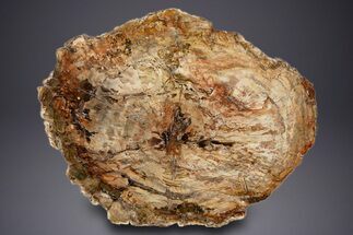 Colorful, Petrified Wood (Araucaria) Round - Madagascar #303669