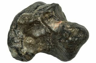 Touat 008 Meteorites For Sale