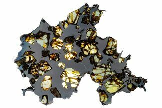 Polished Pallasite Meteorite ( g) Slice - NWA (Prov) #303832