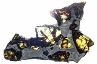 Polished Pallasite Meteorite ( g) Slice - NWA (Prov) #303838