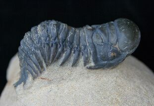 Crawling Crotalocephalina Trilobite #16670