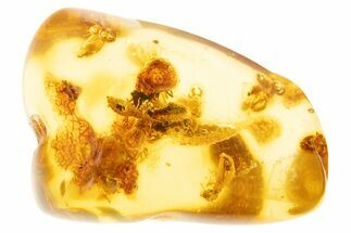 Polished Colombian Copal ( g) - Contains Termites & Beetles #304108