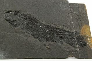 Fish Fossils For Sale
