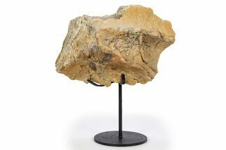 Fossil Dinosaur Skull Section w/ Metal Stand - South Dakota #304824