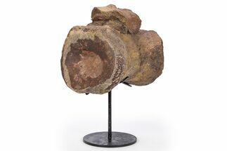 Fossil Sauropod Caudal Vertebra with Metal Stand - Colorado #304863