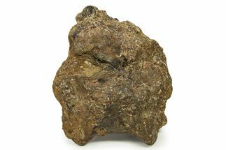Fossil Sauropod (Camarasaurus) Dorsal Vertebra - Wyoming #304823