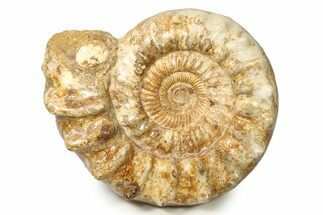 Jurassic Ammonite (Kranosphinctes) Fossil - Largest We've Ever Had #304910