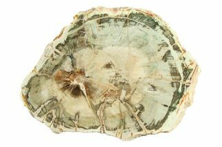 Polished Petrified Wood (Araucaria) Round - Madagascar #304917