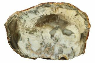 Beautiful Petrified Wood (Araucaria) Round - Madagascar #304942