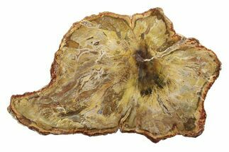 Colorful Petrified Wood (Araucaria) Slab - Madagascar #304944